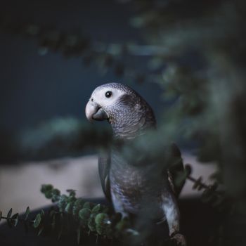 African Grey Parrot, Psittacus erithacus timneh with plants