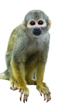 Common squirrel monkey, Saimiri sciureus, on white background