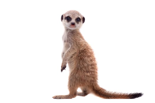 The meerkat or suricate cub, Suricata suricatta, isolated on white