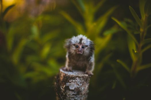 The common marmoset, Callithrix jacchus, on the branch in summer garden