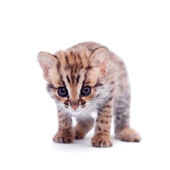 Asian leopard cat, Prionailurus bengalensis, isolated on white