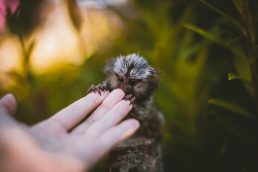 The common marmoset, Callithrix jacchus, on the branch in summer garden