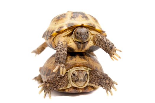 Russian Tortoise or Central Asian tortoise, Agrionemys horsfieldii, isolated on white background.