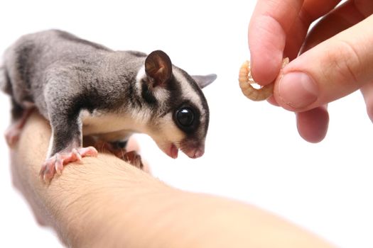 Small sugar glider, Petaurus breviceps, on white background