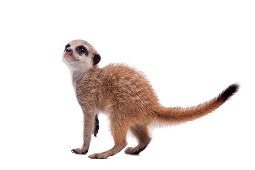 The meerkat or suricate cub, Suricata suricatta, isolated on white