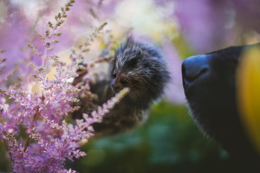 The common marmoset, Callithrix jacchus, on the branch in summer garden