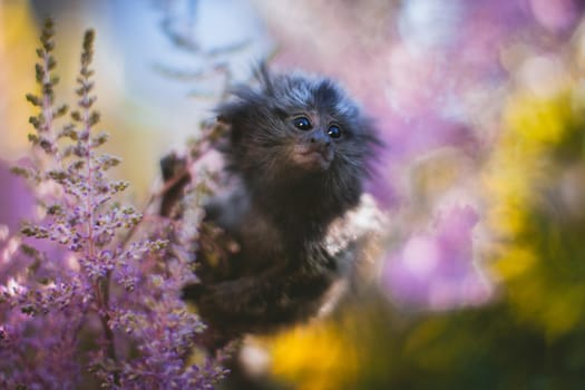 The common marmoset, Callithrix jacchus, on the branch in summer garden