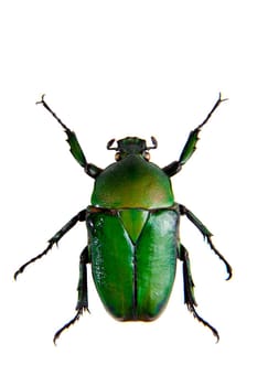 Green beetle in museum isolated on the white background