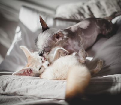 Ugly peruvian hairless and chihuahua mix dog licks a pretty fennec fox