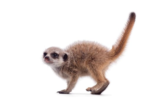 The meerkat or suricate cub, Suricata suricatta, isolated on white