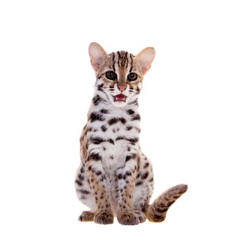 Asian leopard cat, Prionailurus bengalensis, isolated on white