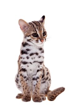 Asian leopard cat, Prionailurus bengalensis, isolated on white