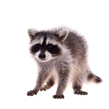 Baby raccoon - Procyon lotor in front of a white background