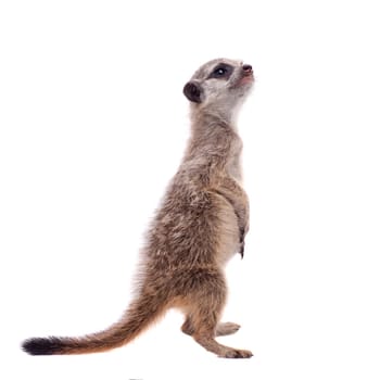 The meerkat or suricate cub, Suricata suricatta, isolated on white