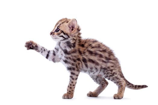 Asian leopard cat, Prionailurus bengalensis, isolated on white