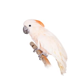 The salmon-crested cockatoo, Cacatua moluccensis, isolated on white