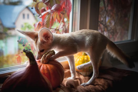 Pretty Fennec fox cub with Haloween pumpkins on window