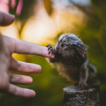 The common marmoset, Callithrix jacchus, on the branch in summer garden