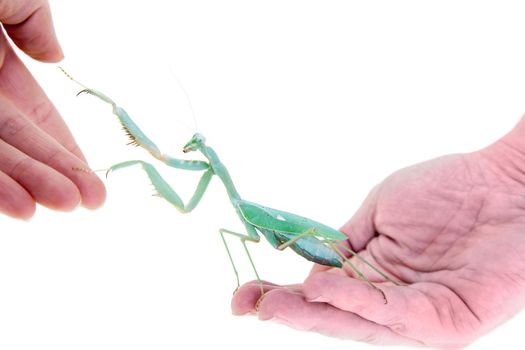 Sphodromantis viridis, or common names Giant african mantis sitting on hand