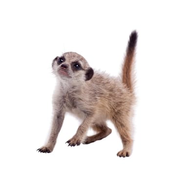 The meerkat or suricate cub, Suricata suricatta, isolated on white