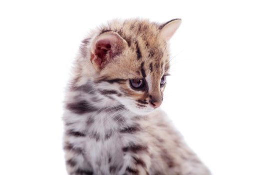 Asian leopard cat, Prionailurus bengalensis, isolated on white