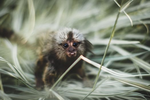 The common marmoset, Callithrix jacchus, on the branch in summer garden