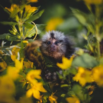 The common marmoset, Callithrix jacchus, on the branch in summer garden