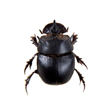 Canthon beetle in museum isolated on the white background