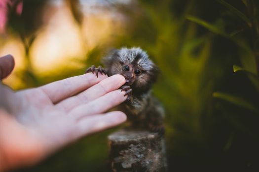 The common marmoset, Callithrix jacchus, on the branch in summer garden