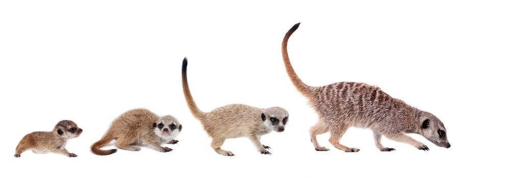 The meerkats or suricates, Suricata suricatta, isolated on white