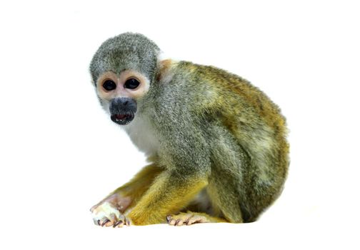 Common squirrel monkey, Saimiri sciureus, on white background