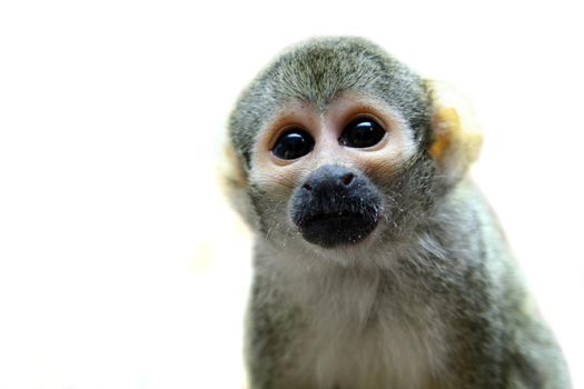 Common squirrel monkey, Saimiri sciureus, on white background