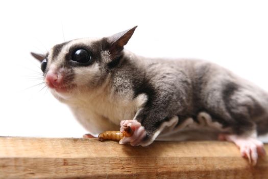 Small sugar glider, Petaurus breviceps, on white background