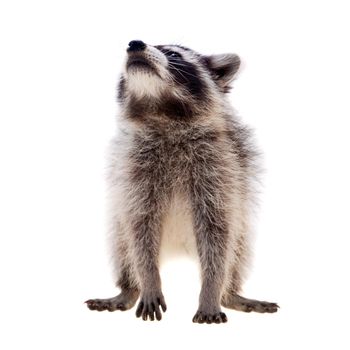 Baby raccoon - Procyon lotor in front of a white background