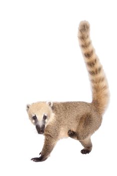 South American coati, Nasua nasua, baby isolated on white background