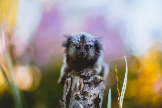 The common marmoset, Callithrix jacchus, on the branch in summer garden