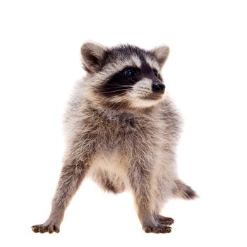 Baby raccoon - Procyon lotor in front of a white background