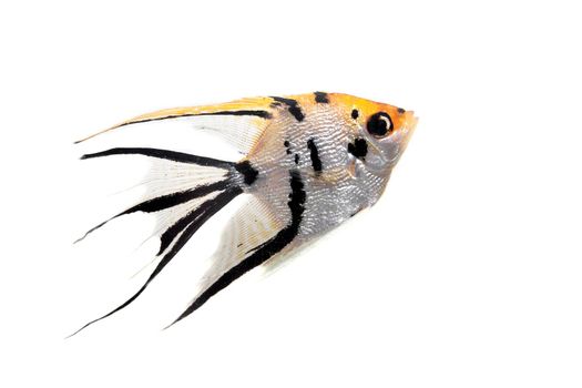 Angelfish, Pterophyllum scalare, in profile isolated on white background