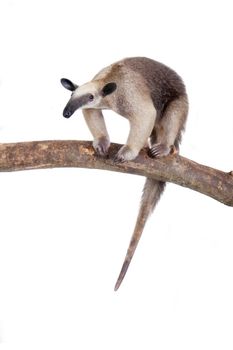 Collared Anteater, Tamandua tetradactyla isolated on white background