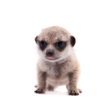 The meerkat or suricate cub, Suricata suricatta, isolated on white