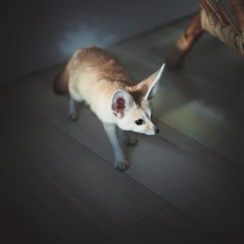 Pretty Fennec fox cub on brown backgorund with flowers