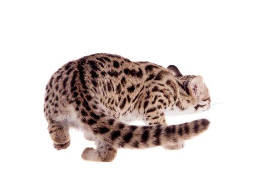 Asian leopard cat, Prionailurus bengalensis, isolated on white