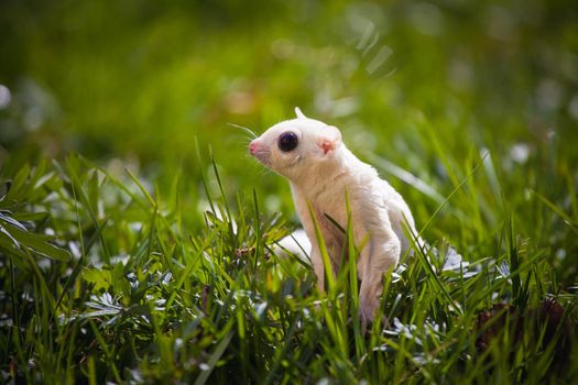 White sugar glider, Petaurus breviceps, on green meadow