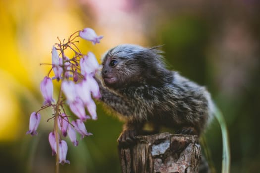 The common marmoset, Callithrix jacchus, on the branch in summer garden