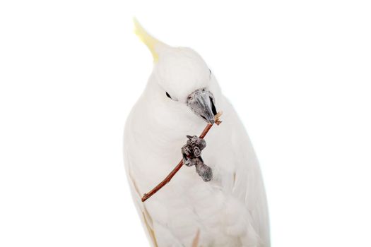 Sulphur crested Cockatoo, isolated over white background