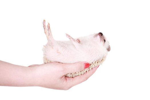 Domesticated hedgehog or African pygmy, isolated on white background