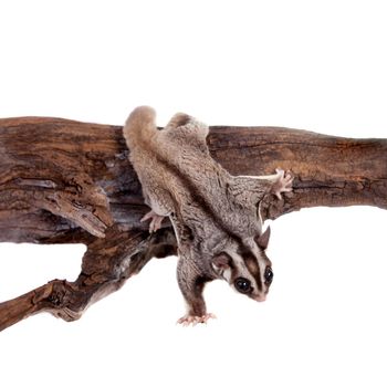 Sugar glider, Petaurus breviceps, isolated on white background