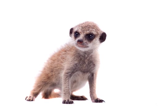 The meerkat or suricate cub, Suricata suricatta, isolated on white