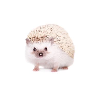 Domesticated hedgehog or African pygmy, isolated on white background