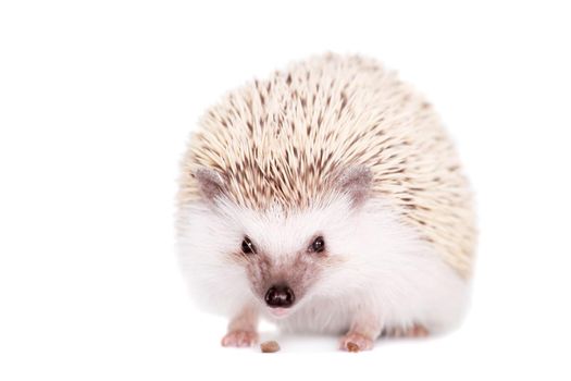 Domesticated hedgehog or African pygmy, isolated on white background